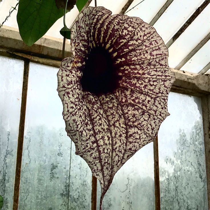 Aristolochia