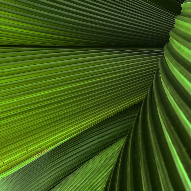 Giant leaves