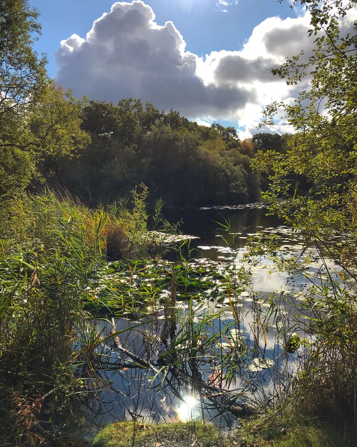 Pond Photography Epping Forest