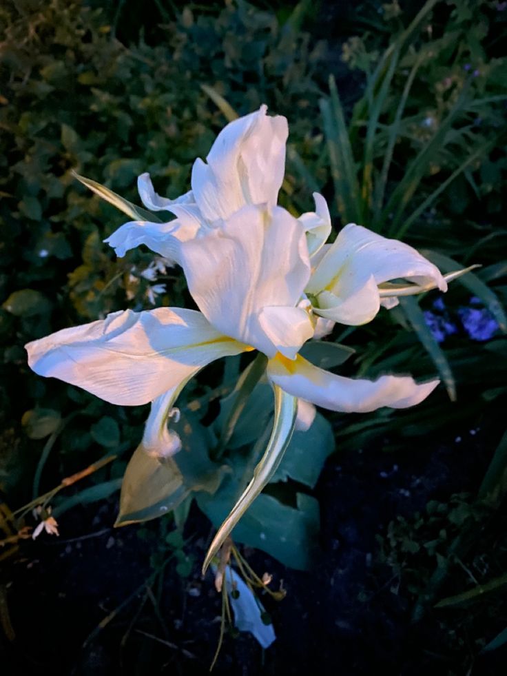 White flower tulip
